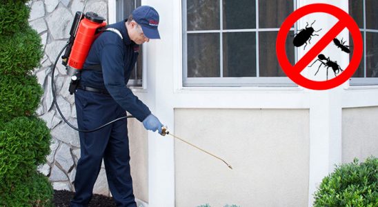 Sasalı Karınca İlaçlama böcek ilaçlama ve haşere kontrolü — ilaclama-tr.com
